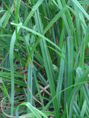 Carex mossii