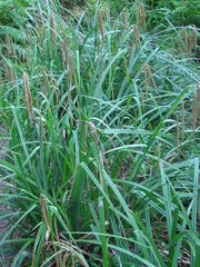 Carex mossii
