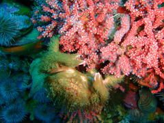 Dromidia hirsutissima