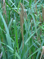 Carex mossii