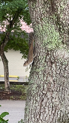 Sciurus carolinensis