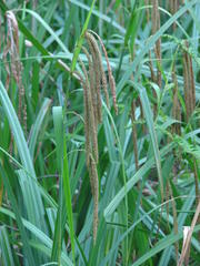 Carex mossii