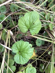 Rubus dalibarda