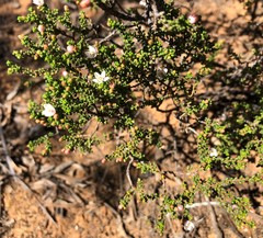 Philotheca angustifolia