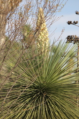 Yucca queretaroensis