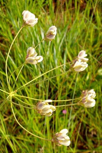 Afrosciadium magalismontanum image