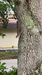 Sciurus carolinensis