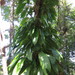 Rhaphidophora australasica - Photo (c) Kenneth Bader,  זכויות יוצרים חלקיות (CC BY-NC), הועלה על ידי Kenneth Bader