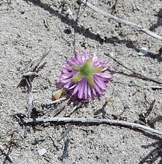 Drosanthemum intermedium