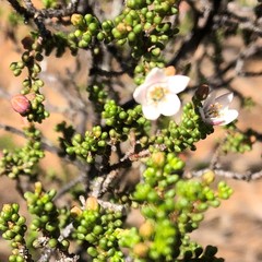 Philotheca angustifolia