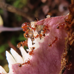 Pheidole fervida