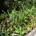 Alpinia caerulea - Photo (c) Kenneth Bader, algunos derechos reservados (CC BY-NC), uploaded by Kenneth Bader