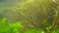 Zostera nigricaulis
