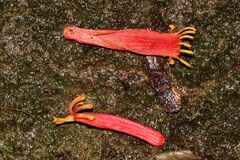 Benthamina alyxifolia