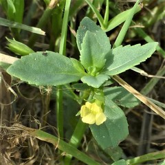 Mecardonia procumbens