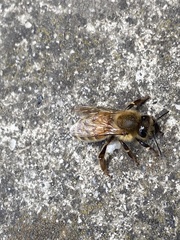 Apis mellifera