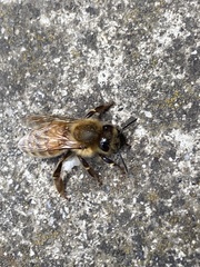 Apis mellifera