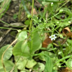 Samolus parviflorus