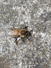 Apis mellifera