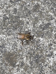 Apis mellifera