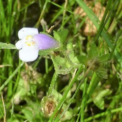 Mazus pumilus