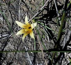 Romulea flava