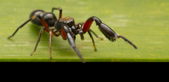 Ligonipes