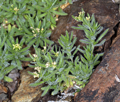 Galium ambiguum ambiguum