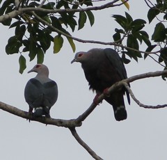 Ducula pinon