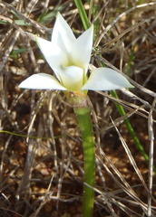 Romulea flava viridiflora