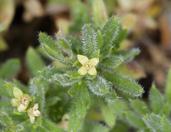 Galium ambiguum ambiguum