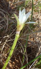 Romulea flava viridiflora