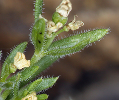 Galium ambiguum ambiguum