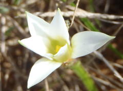 Romulea flava viridiflora