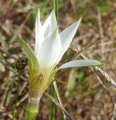 Romulea flava viridiflora