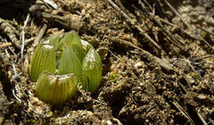 Haworthia cooperi