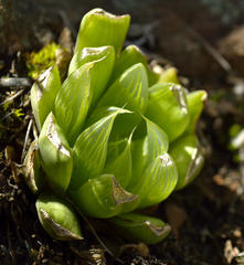 Haworthia cooperi