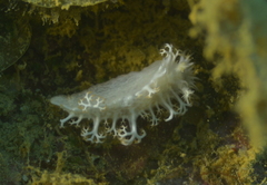 Tritoniopsis elegans image