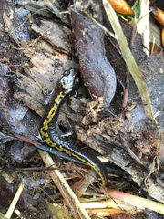 Ambystoma macrodactylum macrodactylum
