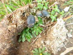Coleoptera