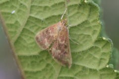 Pyrausta signatalis