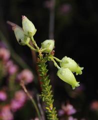 Erica urna-viridis