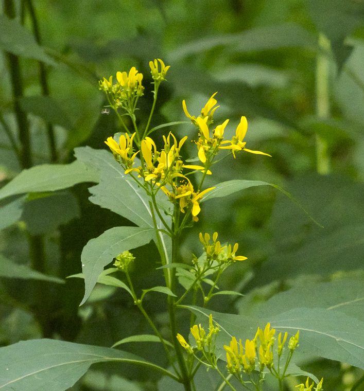 Verbesina occidentalis — a medium houseplant, prefers full sun light