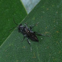 Dolichurus