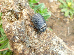 Coleoptera