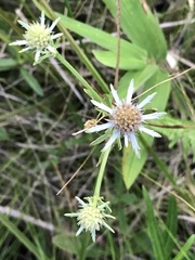 Eryngium integrifolium