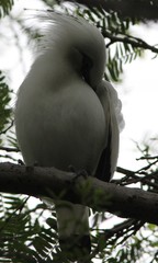 Leucopsar rothschildi