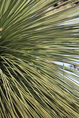 Yucca queretaroensis
