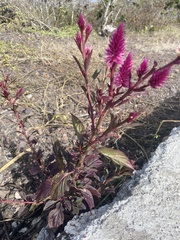 Celosia spicata