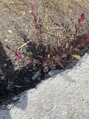 Celosia spicata